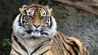 Ilustrasi harimau Sumatera (dok.pixabay/Jolenka)
