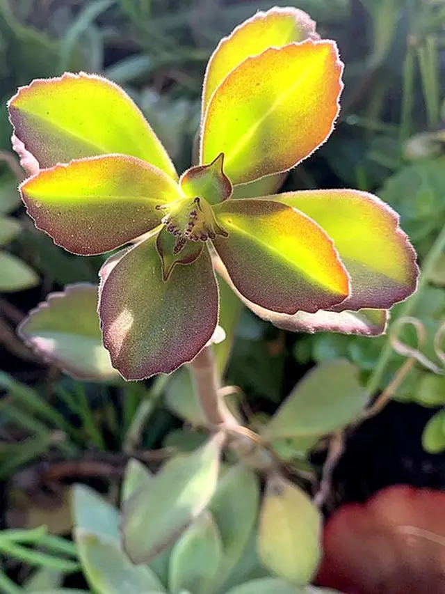 Coleus Canina sebagai Penolak Kucing