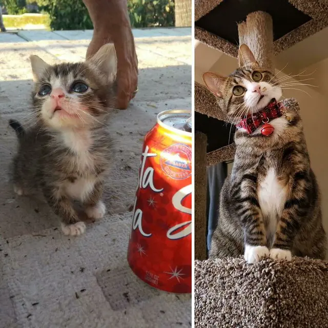 Glow Up, 10 Potret Perbandingan Kucing Dulu VS Sekarang.