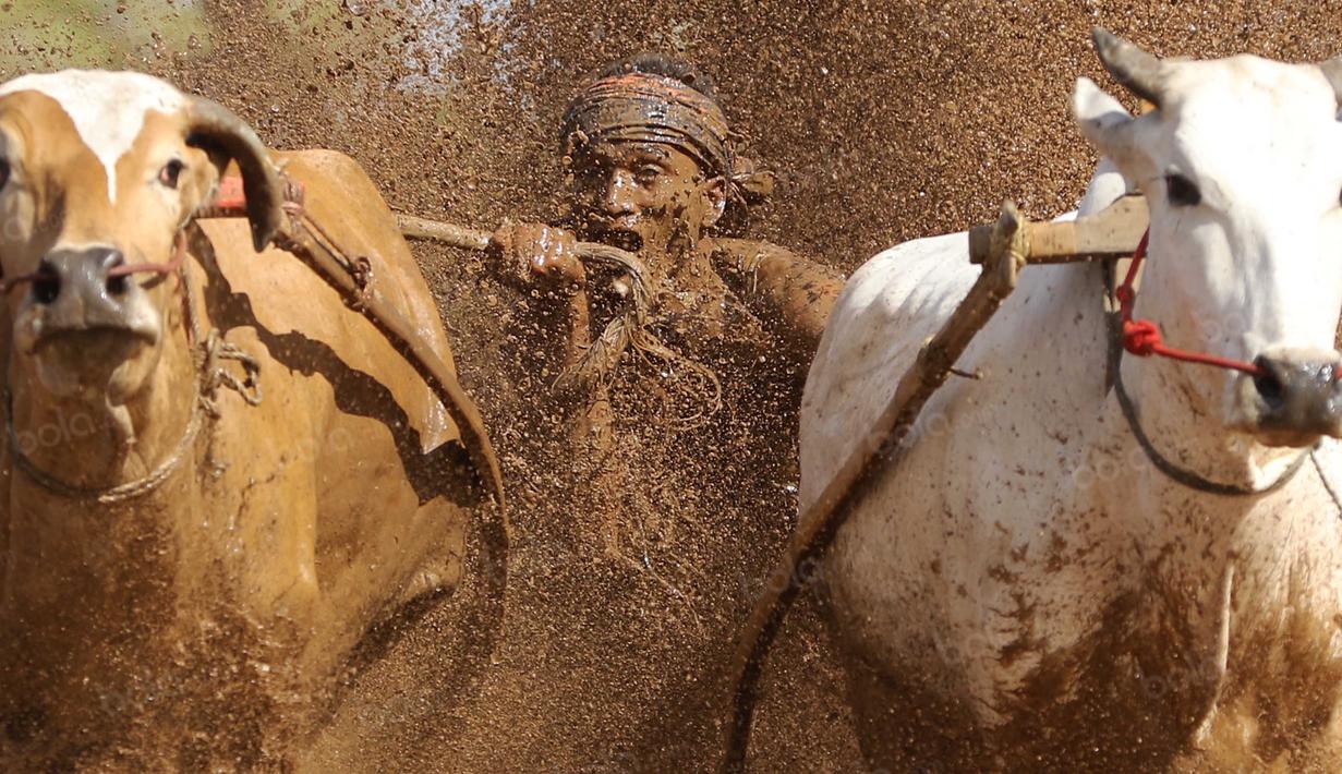 Joki mengigit ekor Jawi agar berlari kencang pada ajang Pacu Jawi di Tanah Datar, Sumatera Barat, Sabtu (13/8/2016). (Bola.com/Nicklas Hanoatubun)