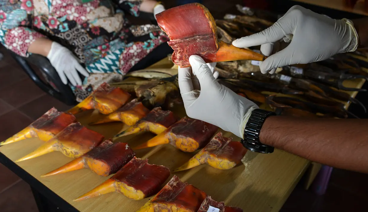 Petugas Badan Konservasi Sumber Daya Alam (BKSDA) Aceh menunjukkan paruh burung rangkong di Banda Aceh, Jumat (26/7/2019). Di Aceh, perburuan rangkong diketahui telah marak dilakukan sejak bertahun-tahun silam. (CHAIDEER MAHYUDDIN/AFP)