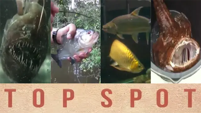 TOP SPOT: 6 Ikan Paling Mematikan Di Dunia