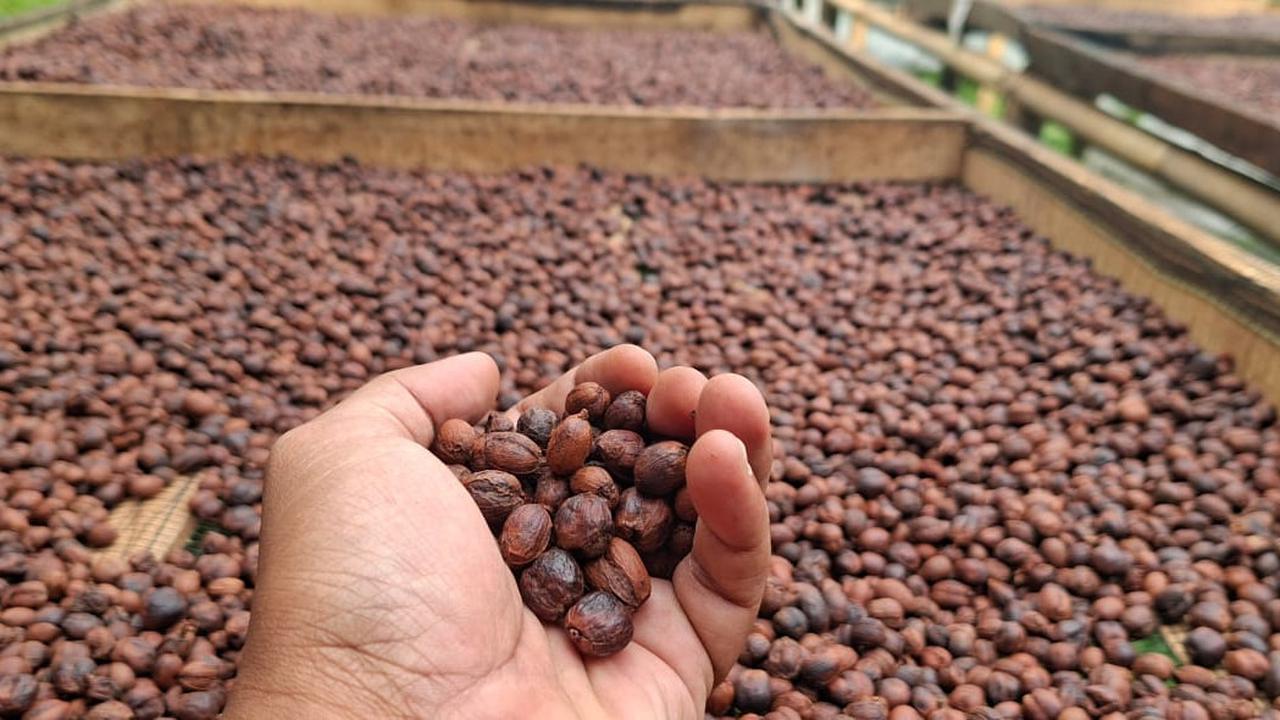 Kopi Nusantara Kian Mendunia, Tapi Bagaimana Kehidupan Petaninya?