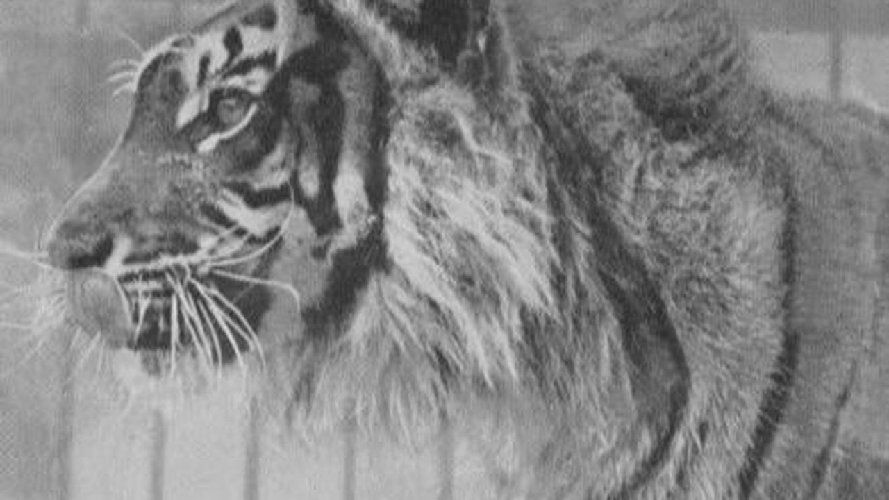 Potret Habitat Pertama Harimau Jawa, Begini Kondisinya Sekarang