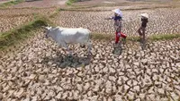 El Nino Perparah Kekeringan Sawah di Jonggol