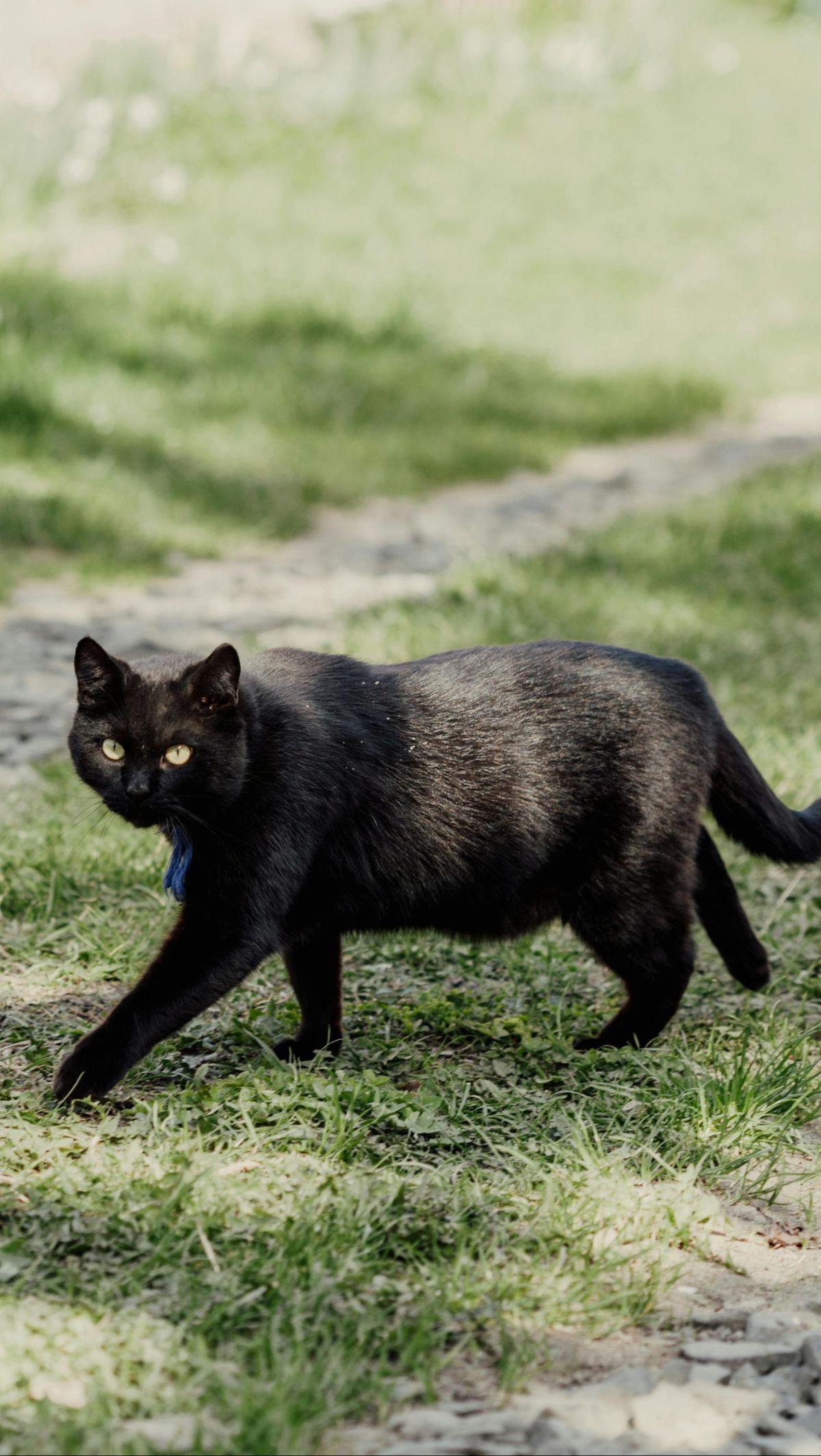 <b>Kucing Ras Bombay</b><br>