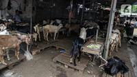 Pedagang menunggu pembeli hewan kurban di Pasar Kambing, Tanah Abang, Jakarta, Selasa (13/7/2021). PPKM Darurat juga menyebabkan pengiriman hewan kurban dari luar kota terhambat sehingga stok kambing dan sapi terbatas. (Liputan6.com/Faizal Fananani)