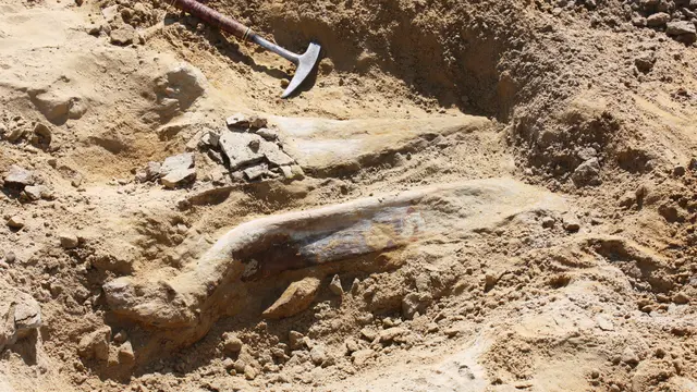 PHOTO: Mengejutkan, Fosil Dinosaurus Berusia 66 Juta Tahun Ditemukan di Colorado