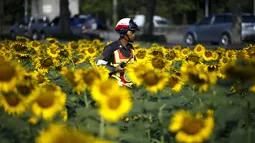 Seorang polisi berjalan di antara bunga matahari yang bermekaran di sebuah ladang di Bangkok, Thailand, Rabu (13/1/2016). (REUTERS / Athit Perawongmetha)