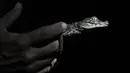 Ahli biologi Ricardo Freitas menggendong bayi caiman bermoncong lebar setelah menangkapnya di Laguna Marapendi di Rio de Janeiro, Brasil, pada 16 Juli 2021. Para ilmuwan kerap datang memantau ribuan caiman di sana untuk mencegah caiman masuk dalam daftar hewan terancam punah. (AP/Bruna Prado)