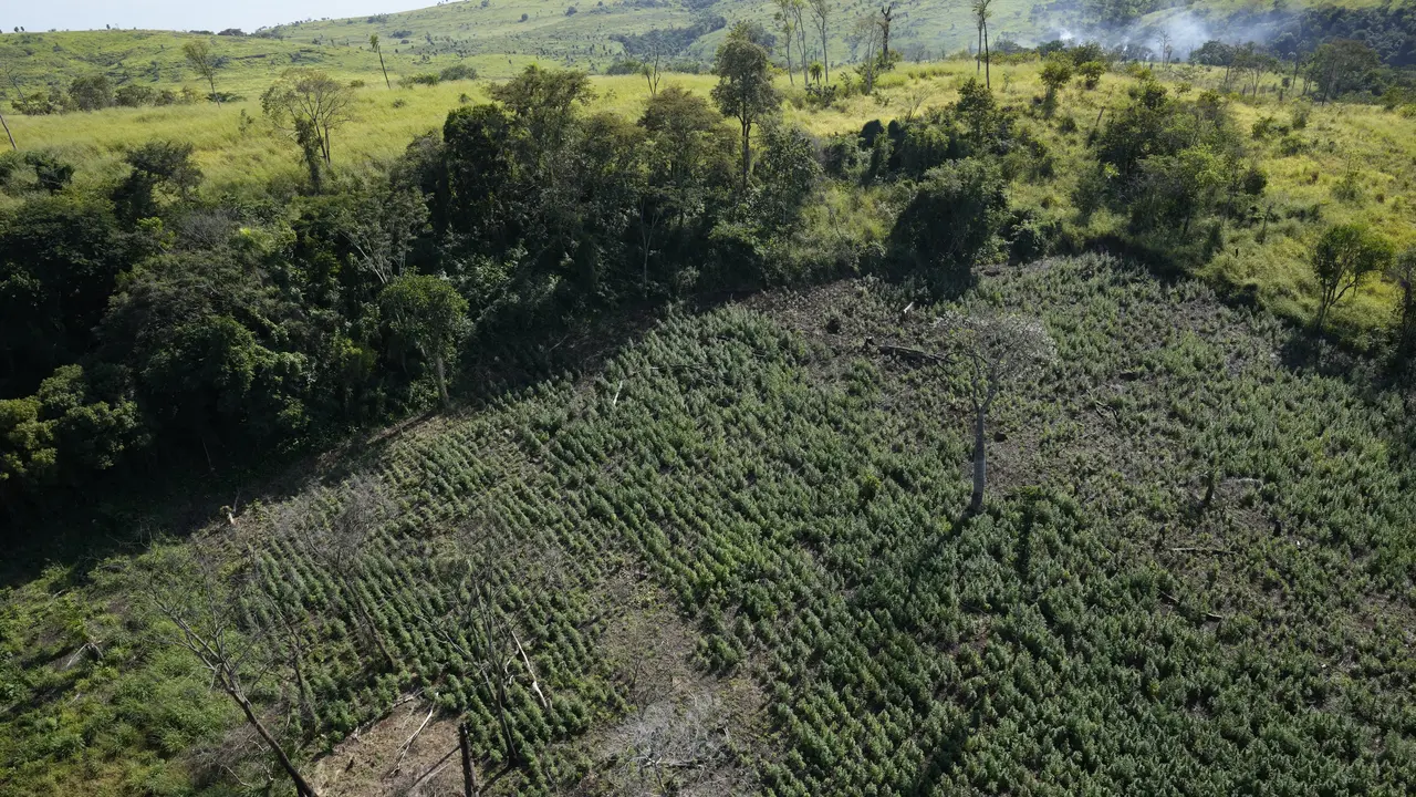 600 Ton Ganja Dimusnahkan di Paraguay