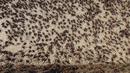 Serangga itu secara biologis bukanlah jangkrik, tetapi tonggeret besar yang memiliki perisai dan sangat mirip dengan belalang. (AP Photo/Rick Bowmer)