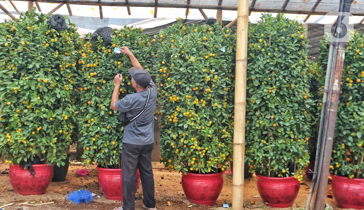 Pekerja beraktivitas di antara pohon jeruk Kimkit yang dijual di Meruya, Jakarta Barat, Kamis (12/1/2023). Banyak pembeli membeli tanaman buah jeruk tersebut untuk dikirim kepada kerabat dan juga sebagai hiasan imlek. (Liputan6.com/Angga Yuniar)