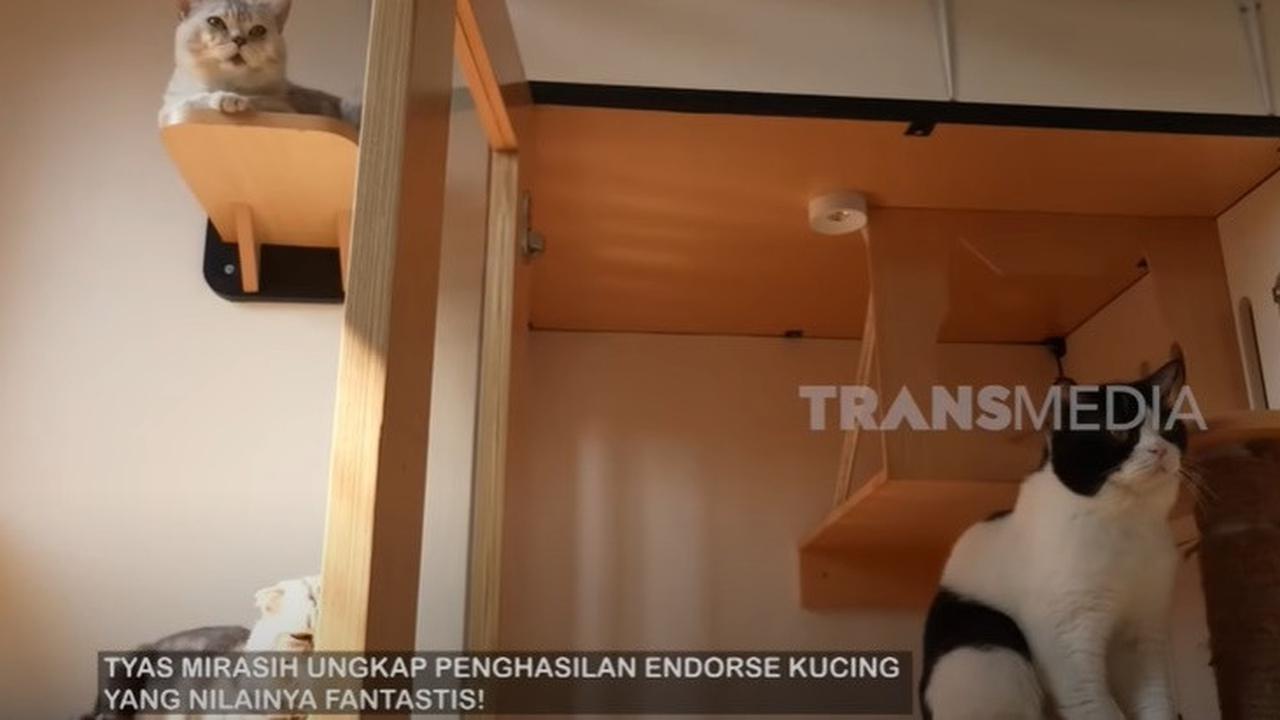 7 Potret Rumah Kucing Tyas Mirasih bak Asrama, Dihuni 24 Ekor Anabul - Ada Ruang Melahirkan