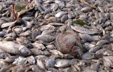 Ahok: Ikan mati di Ancol layak konsumsi karena cuma habis napas