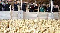 Bupati Banyuwangi Ipuk Fiestiandani  melihat usaha ternak bebek yang menghasilkan 2000 ekor per hari (Istimewa)