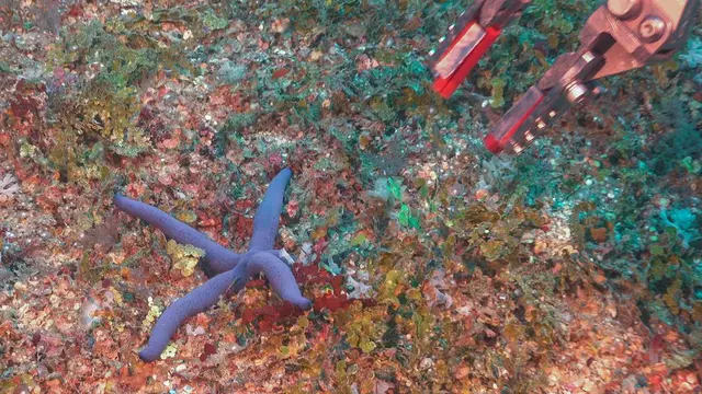 7 Potret Kehidupan Laut Dalam Ini Hasil Tangkapan dari Robot Akuatik, Bikin Takjub
