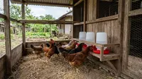 Cara Membuat Kandang Ayam Tetap Bersih, Kering, dan Tidak Gampang Bau