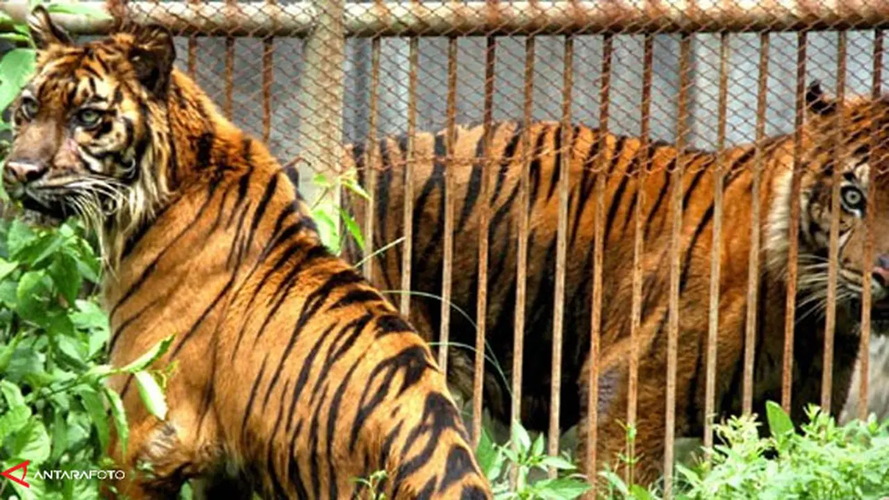 harimau-sumatra-130903b.jpg