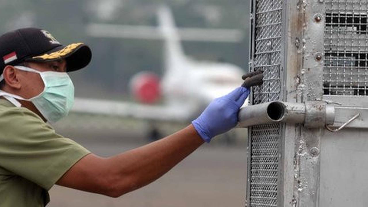 TNI AU pulangkan 14 orangutan selundupan dari Thailand