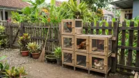 5 Desain Kandang Ayam Modular Bisa Diperbesar Bertahap, Cocok Pakai Modal Awal Kecil