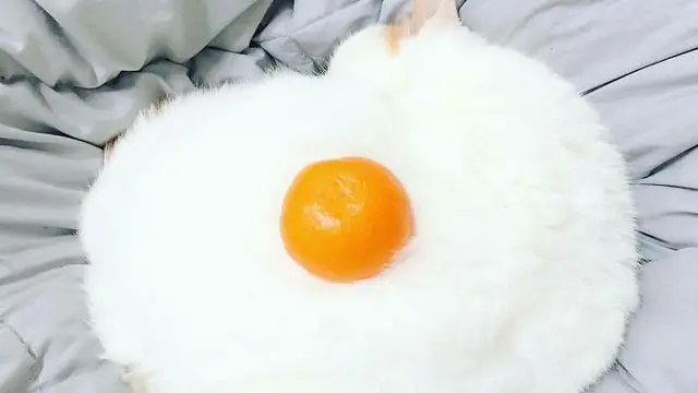 Hewan Mirip Makanan Enak