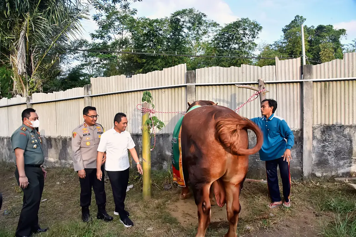 Sapi jenis limosin milik Bahrowi ini dibeli Jokowi untuk kurban di Masjid Al Akbar Surabaya. (Istimewa)