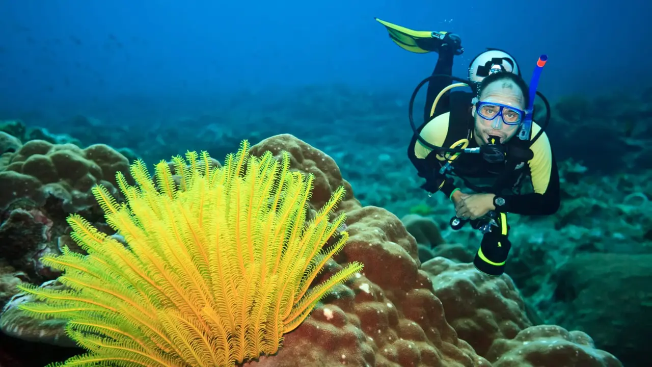 Snorkeling/Diving