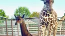 <p>David Bright, salah satu pemilik kebun binatang, mengatakan hewan tersebut langk. Jerapah yang lahir pada 31 Juli saat ini sudah memiliki tinggi 183 centimeter. (Tony Bright/Brights Zoo via AP)</p>