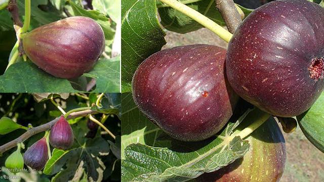 Tin,  Buah Kesukaan Nabi yang Kaya Mnfaat.