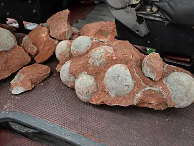 Petugas perbaikan jalan di Tiongkok menemukan fosil telur Dinosaurus saat menggali untuk pipa pembuangan, Heyuan, Tiongkok, Kamis (23/4/2015). Pekerjaan galian tanah di area seluas 1,3 km2 terpaksa dihentikan untuk penelitian. (AFP Photo/China Out)
