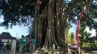 Anak-anak bermain di sekitar pohon bulu di Karangtengah, Jaten, Selogiri, Wonogiri, Jumat (30/8/2019). (Solopos/ Rudi Hartono)