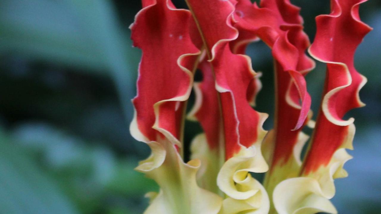 <b>Gloriosa</b>