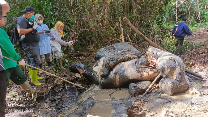 Pembunuh Gajah dengan Kepala Terpotong di Riau Ditangkap