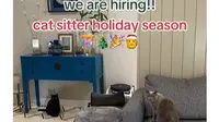 Jasa Cat Sitter Cari Tenaga Lepas untuk Menjaga Kucing Selama Libur Nataru, Apa Saja Persyaratannya? foto; Instagram @catsitterindonesia