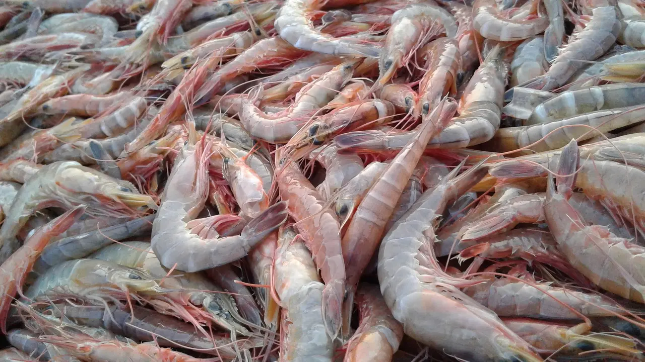 ilustrasi udang