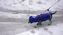 Seorang perempuan berjalan dengan anjingnya saat badai salju di Beograd, Serbia, Minggu (12/12/2021). Hujan salju lebat pada Minggu menghambat lalu lintas, membatalkan penerbangan di bandara utama ibu kota Serbia, dan mengganggu transportasi umum (AP Photo/Darko Vojinovic)