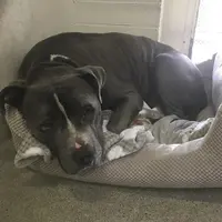 Menangis bukan hanya bisa dilakukan manusia, namun anjing pitbull juga. (Sumber foto: boredpanda.com)