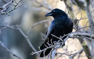Studi: Burung Gagak Buat Keputusan Dua Kali Lebih Cepat dari Manusia dan Monyet