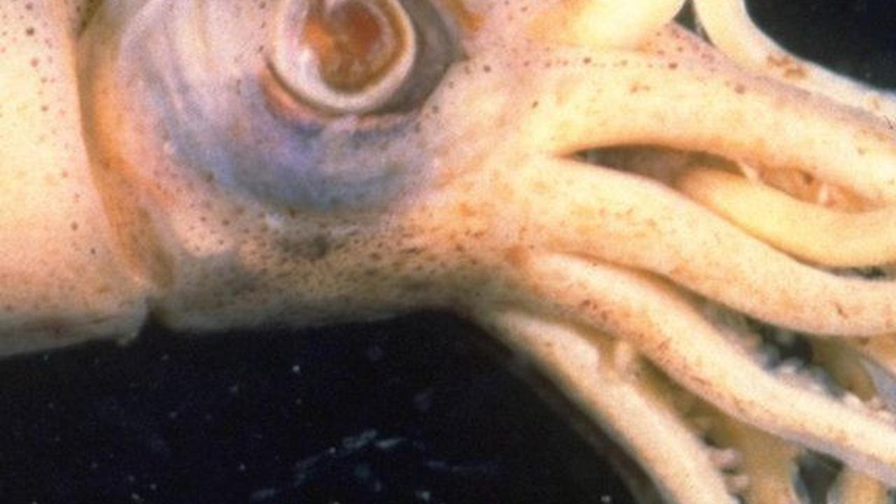3. Cephalopoda Berbisa di Perairan Sekitar Australia<br>