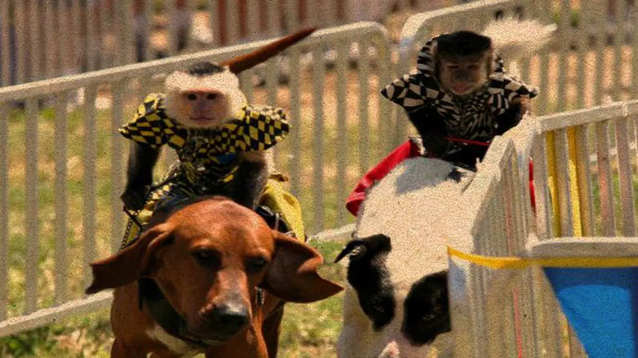 Balapan Monyet Kendarai Anjing Dinilai Eksploitasi Hewan