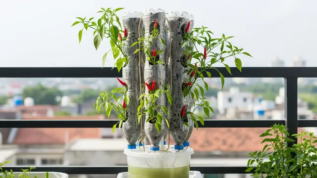 Ide Kebun Cabai Tanpa Tanah Pakai Botol Bekas
