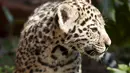 Seekor bayi  macan tutul bermain di Kebun Binatang Quito di Guaylabamba, Ekuador, Minggu (8/11/2015).  Dua bayi macan tutul lahir pada bulan september lalu di Kebun Binatang Quito. (REUTERS/Guillermo Granja)