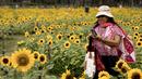 Orang-orang berfoto di ladang bunga matahari di Wachirabenchathat Park, Bangkok pada 20 Januari 2022. Bunga matahari yang bermekaran pada November hingga Januari menjadi daya tarik wisatawan. (Jack TAYLOR / AFP)