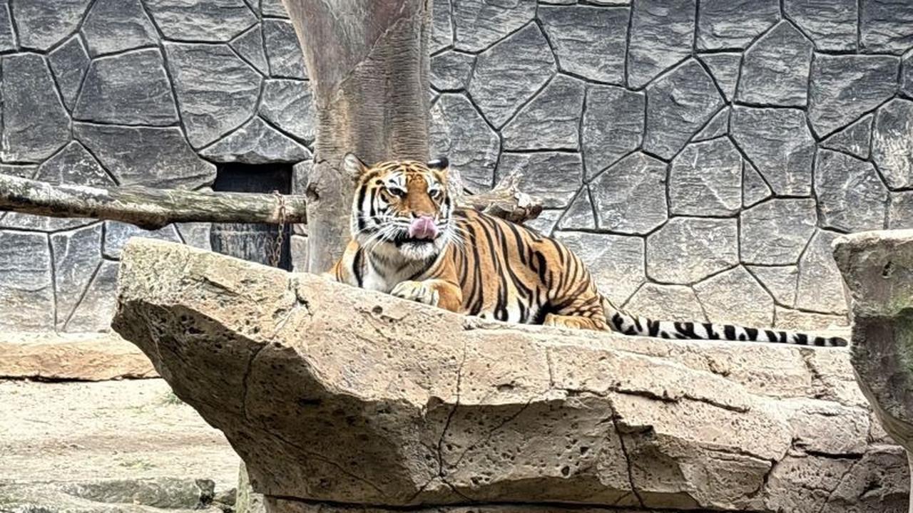 DPRD Desak Evaluasi Menyeluruh Pengelolaan Bandung Zoo Usai Kematian Dua Harimau Benggala