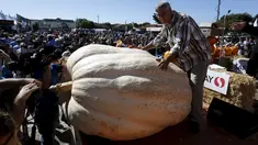 Steve Daletas, dari Pleasant Hill, Oregon berpose dengan labu miliknya seberat 1,969 pon setelah memenangkan perlombaan tahunan Safeway World Championship Pumpkin Weigh-Off yang ke-42 di Half Moon Bay, California, Senin (12/10/2015). (REUTERS/Stephen Lam)