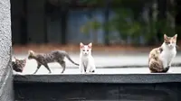 Cara Mencegah Kucing Liar Pipis di Teras Rumah Agar Bersih dan Nyaman