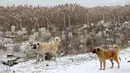 Anjing berdiri dekat kuburan di Pemakaman untuk tempat hewan peliharaan dimakamkan di Ankara, Turki. Pemakaman hewan, yang didirikan oleh Kota Metropolitan Ankara pada tahun 1997, tidak digunakan lagi sejak tahun 2014. (Adem ALTAN/AFP)