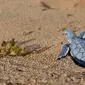 Seekor tukik penyu hijau merayap keluar sarangnya menuju arah laut di sebuah pantai Pulau Manda, Kenya, 18 Juni 2019. (TONY KARUMBA/AFP)