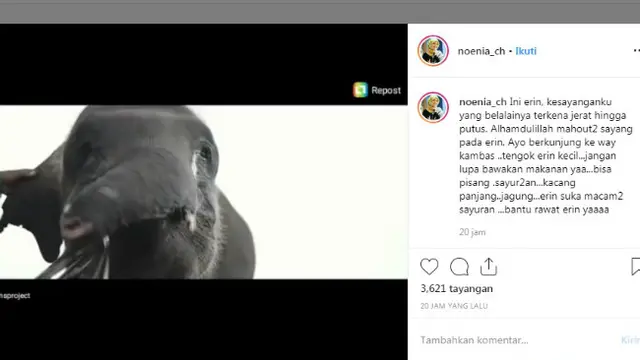 Derita Anak Gajah Hidup dengan Belalai Terpotong